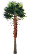 Mexican Fan Palm Artificial Tree 13ft–23ft – UV Resistant (10–12 Week Lead Time)-0