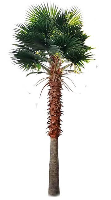 Mexican Fan Palm Artificial Tree 13ft–23ft – UV Resistant (10–12 Week Lead Time)-0