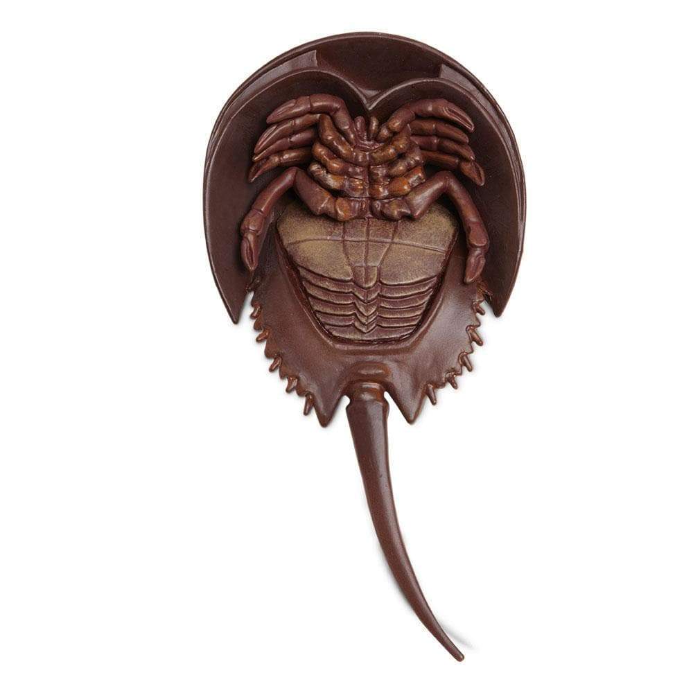 Horseshoe Crab-2