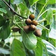 Triphala Capsules-6