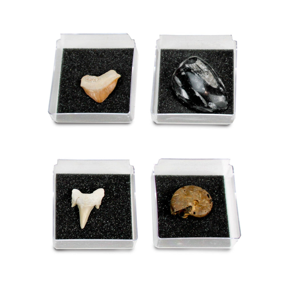 The Nature Collection - Fossils Set 1-3