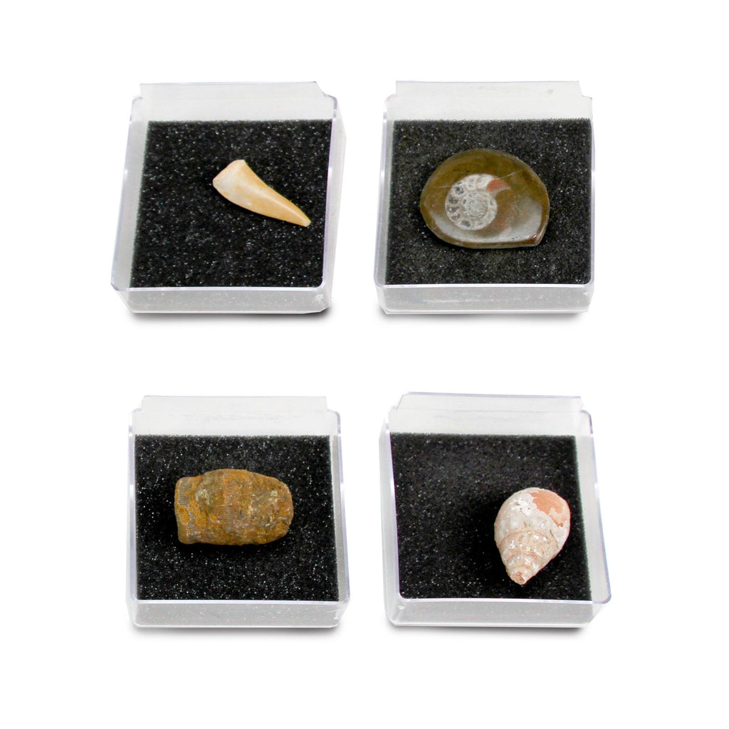 The Nature Collection - Fossils Set 1-4