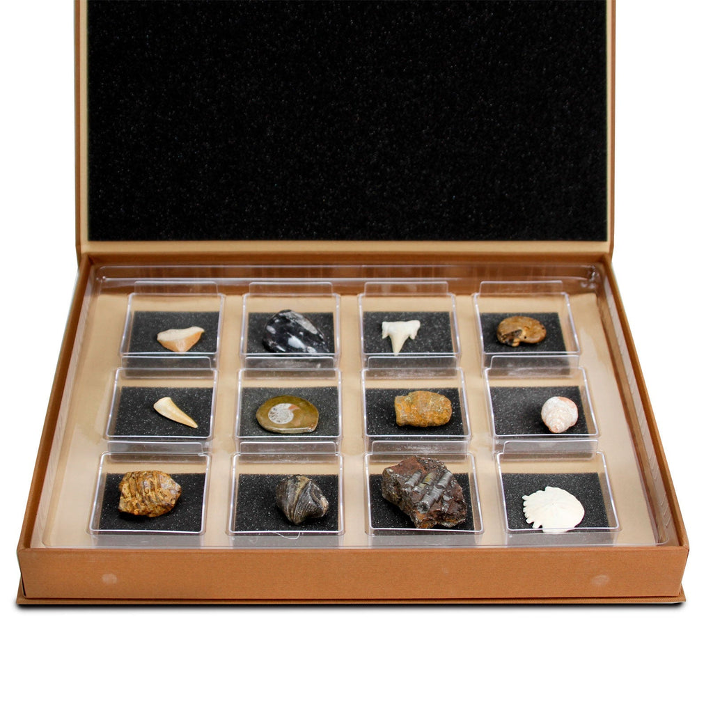 The Nature Collection - Fossils Set 1-2