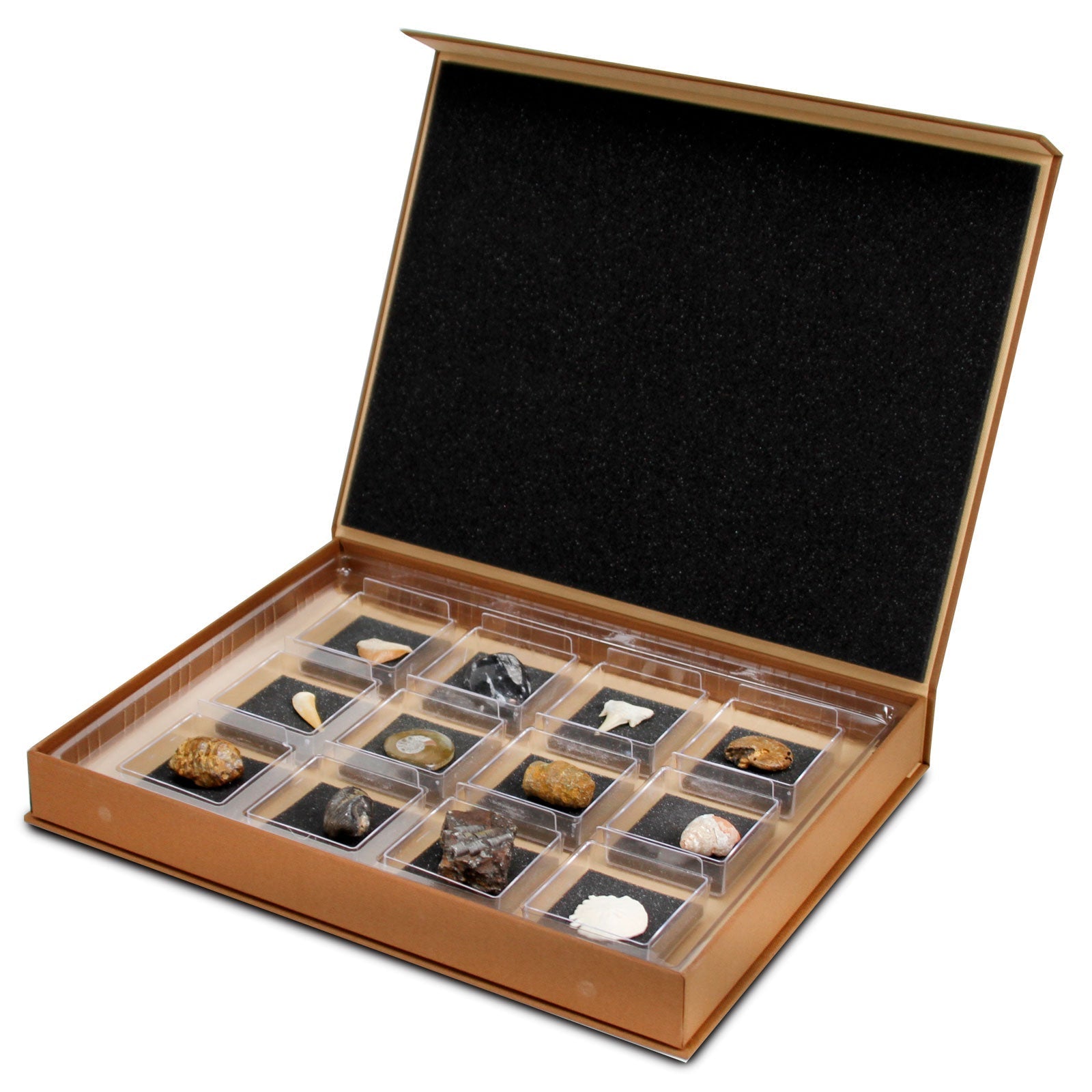 The Nature Collection - Fossils Set 1-0