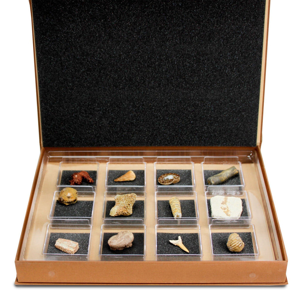 The Nature Collection - Fossils Set 2-2