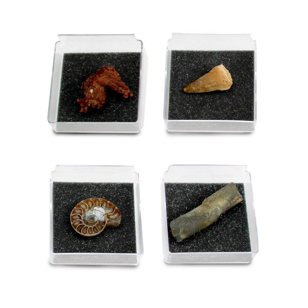 The Nature Collection - Fossils Set 2-4