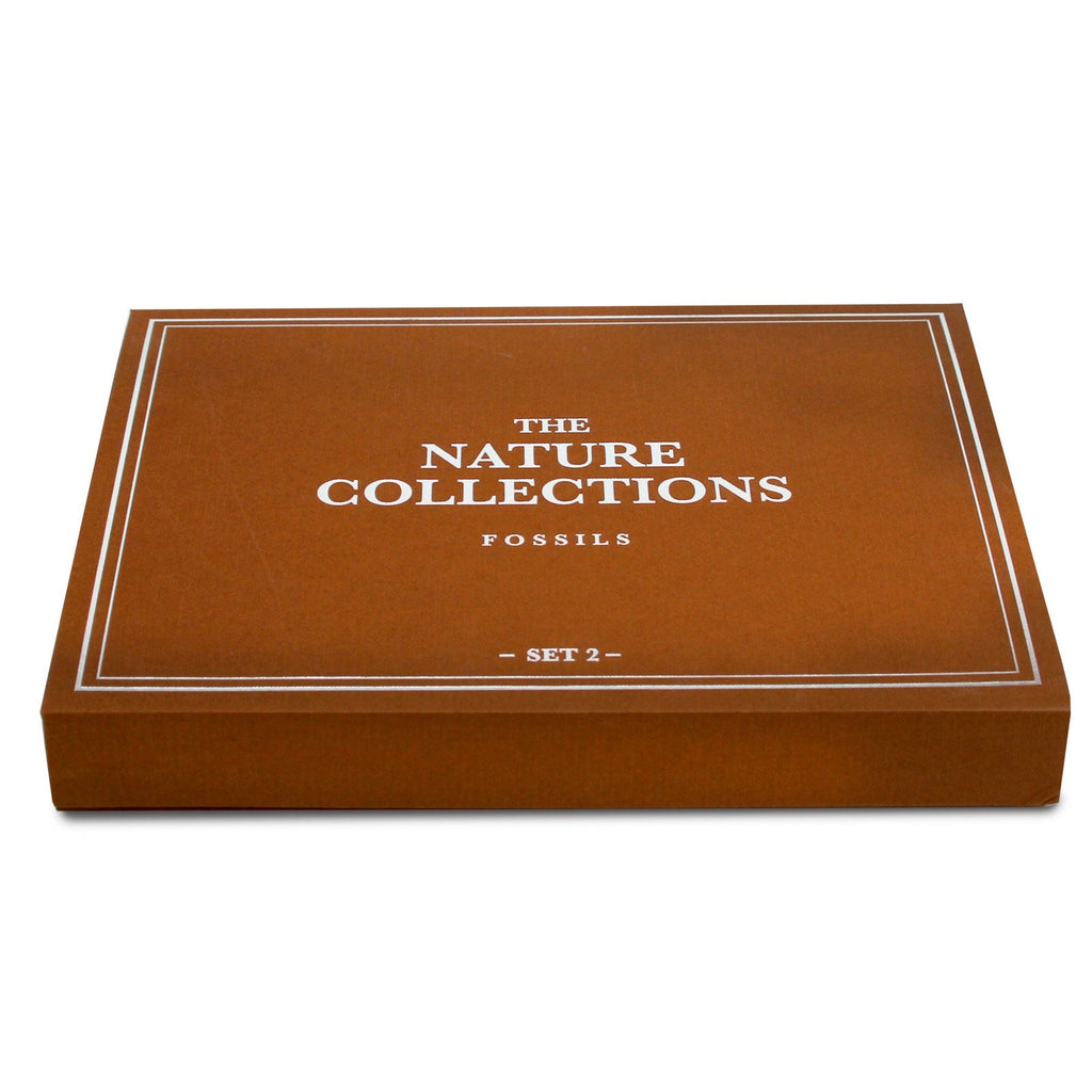 The Nature Collection - Fossils Set 2-1