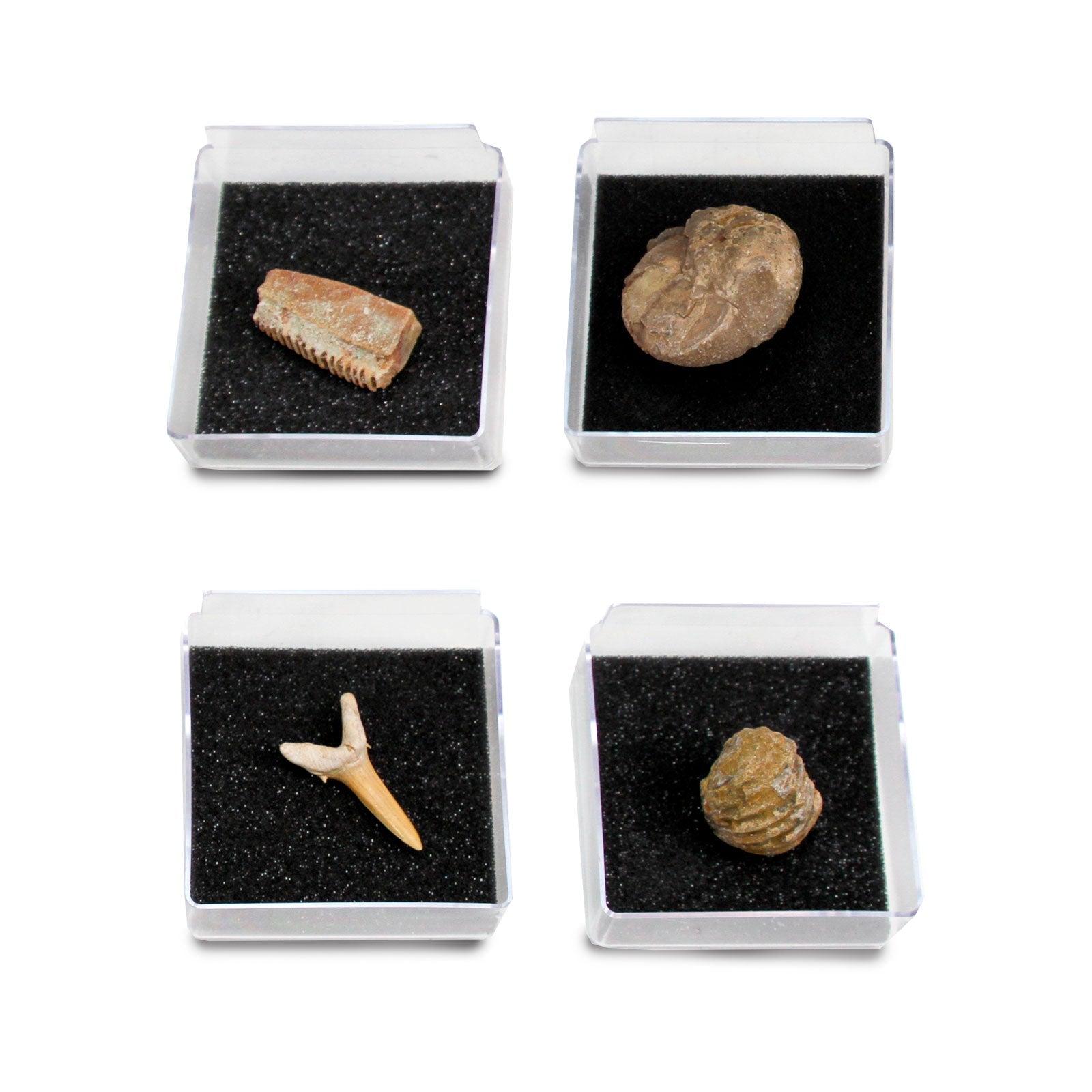 The Nature Collection - Fossils Set 2-3