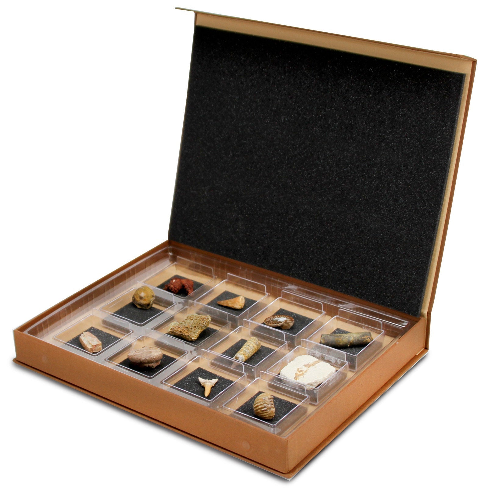 The Nature Collection - Fossils Set 2-0