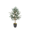 Olive Tree in Planter 7.5'-2