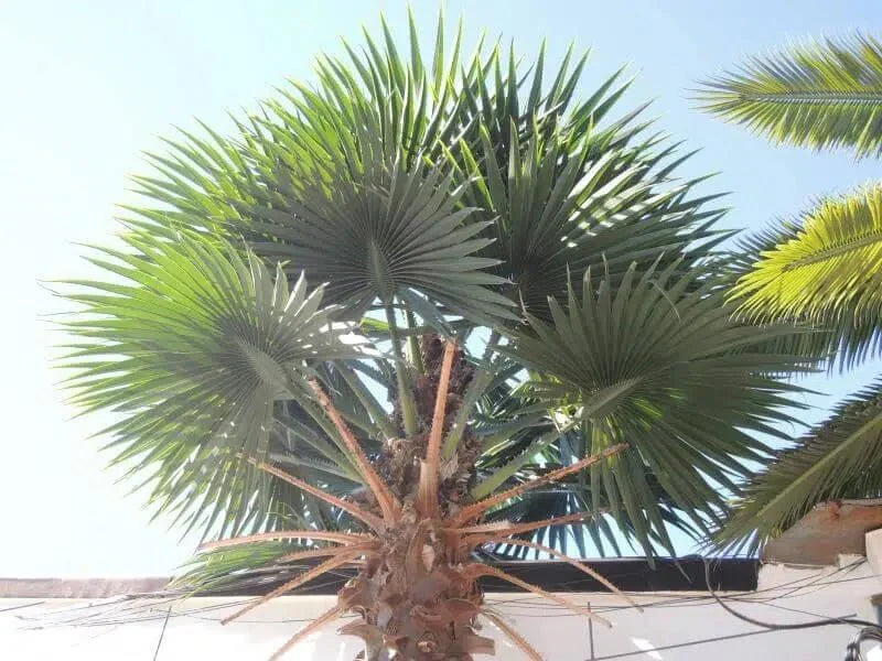 Mexican Fan Palm Artificial Tree 13ft–23ft – UV Resistant (10–12 Week Lead Time)-4